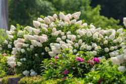 Hydrangea, Panicle First Editions Strawberry Sundae