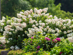 Hydrangea, Panicle First Editions Strawberry Sundae