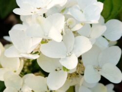 Hydrangea, Panicle First Editions White Diamonds