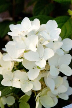 Hydrangea, Panicle First Editions White Diamonds