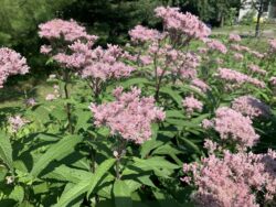 Joe Pye Weed