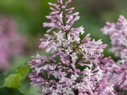 Lilac, First Editions Little Lady