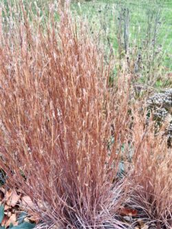 Little Bluestem