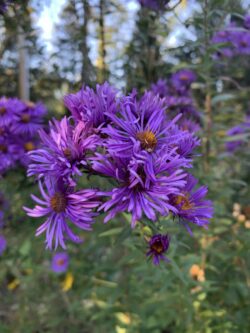 New England Aster