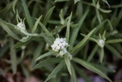 Pearly Everlasting