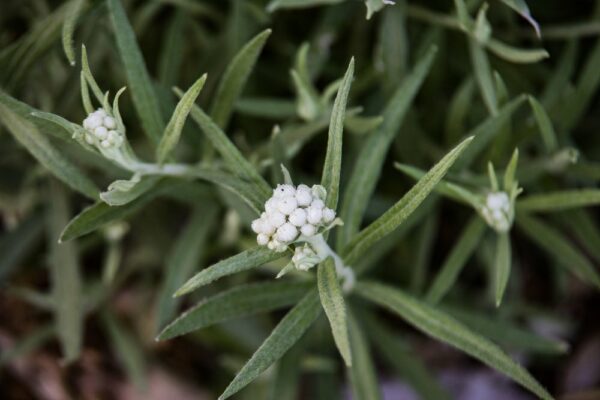 Pearly Everlasting