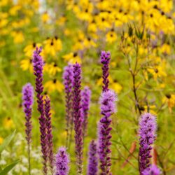 Tall Blazing Star