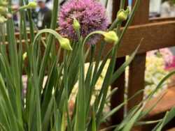 Allium Cobalt Millenium