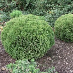 Arborvitae Danica