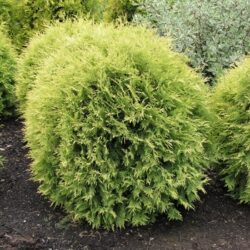 Arborvitae Golden Globe