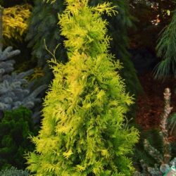 Arborvitae Yellow Ribbon