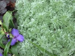 Artemisia Silver Mound