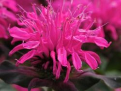 Beebalm Balmy Rose