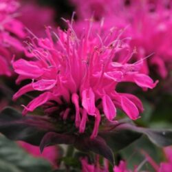 Beebalm Balmy Rose