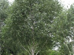 Birch Whitebarked Himalayan