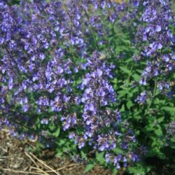 Catmint Junior Walker