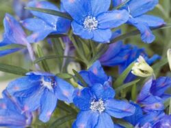 Delphinium Blue Mirror
