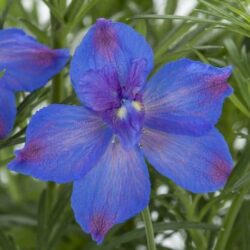 Delphinium Hunky Dory Blue