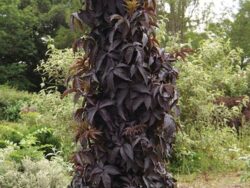 Elderberry Black Tower