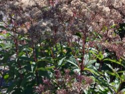 Eupatorium Dwarf Joe Pye Weed