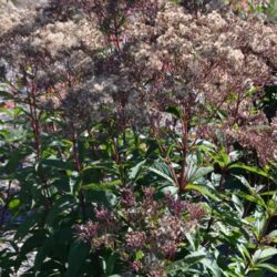 Eupatorium Dwarf Joe Pye Weed