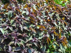 Eupatorium Chocolate White Snakeroot