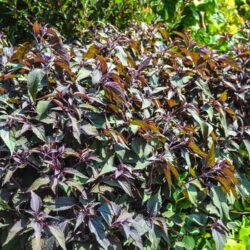 Eupatorium Chocolate White Snakeroot