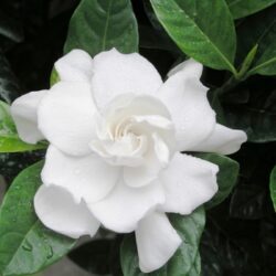 Gardenia Everblooming