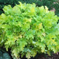 Heuchera Lime Marmalade