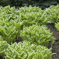 Hosta Albo Marginata