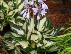 Hosta Fire and Ice