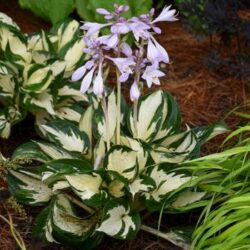 Hosta Fire and Ice