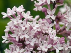 Lilac Miss Kim Korean (standard form)