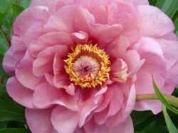 Peony Itoh Garden Candy Double Bubble Pink