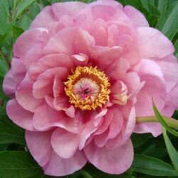 Peony Itoh Garden Candy Double Bubble Pink