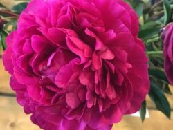Peony Kansas Double