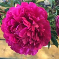 Peony Kansas Double