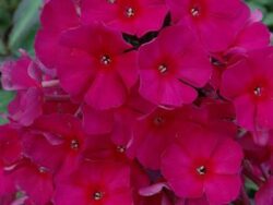 Phlox Sweet Summer Red