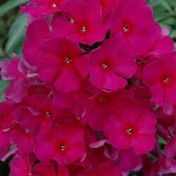 Phlox Sweet Summer Red