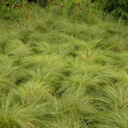 Prairie Dropseed