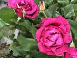 Rose Eau de Parfum Bling