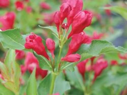 Weigela Red Sonic Bloom