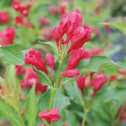 Weigela Red Sonic Bloom