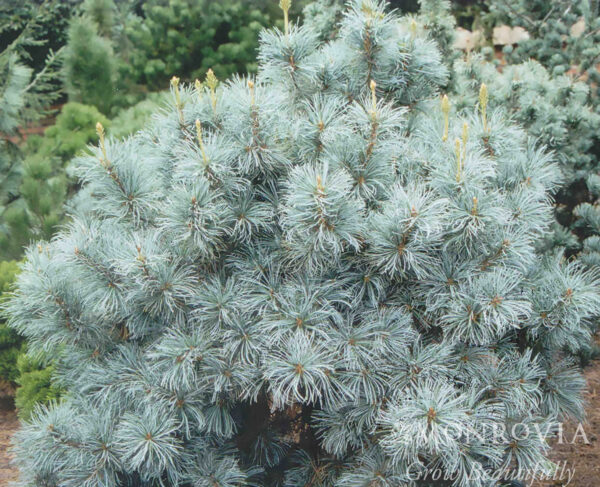 White Pine Blue Angel