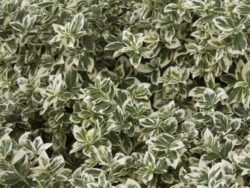 Wintercreeper Ivory Jade