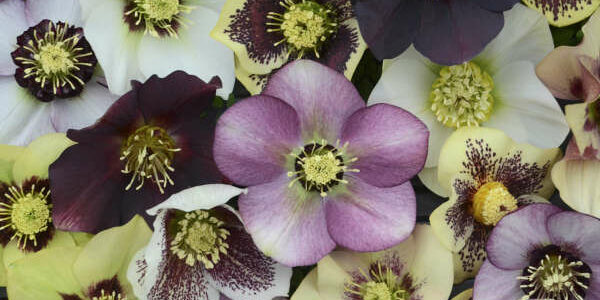 Hellebore