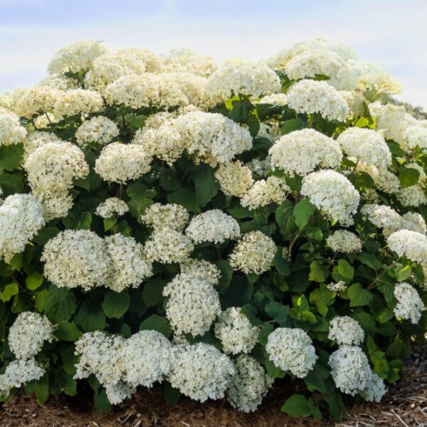 Hydrangeas Minnesota Hydrangea Care Tips - A+ Garden Center | Duluth, Minnesota | Plants ...
