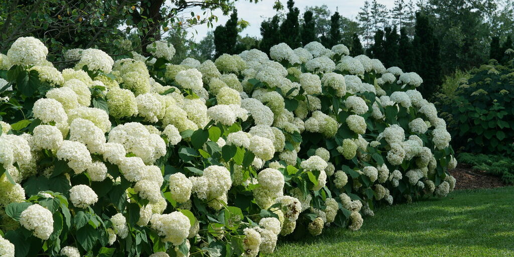 hydrangea_arborescens_incrediball_dsc03354 Proven Winner A dense row of Proven Winners Incrediball Hydrangeas form a hardge starting in the lower left corner and extending upwards to the right.