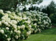 A dense row of Proven Winners Incrediball Hydrangeas form a hardge starting in the lower left corner and extending upwards to the right.