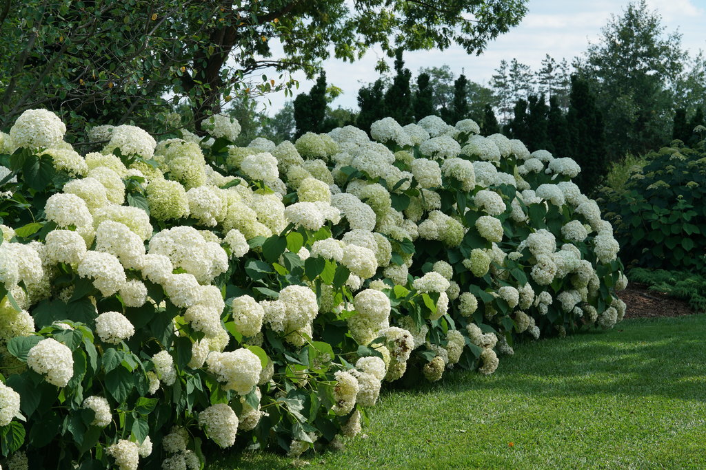 A dense row of Proven Winners Incrediball Hydrangeas form a hardge starting in the lower left corner and extending upwards to the right.